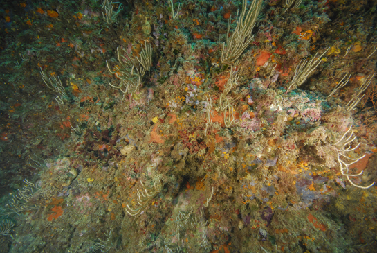 -13m. Las pequeñas manchas de color rojo oscuro corresponden a las algas rojas del género Peysonnelia.