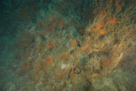 -15m. A la derecha de la imagen la gorgonia de color ladrillo Leptogorgia sarmentosa.