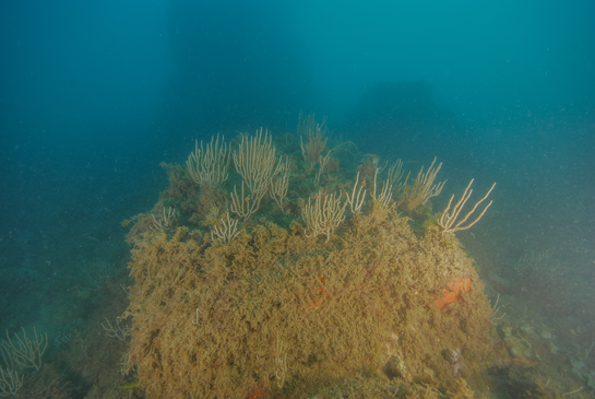 -19m. Las gorgonias son animales que se alimentan de la materia orgánica que hay en suspensión en la columna de agua.