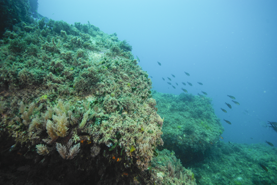 -7m. Las algas invasoras del género Asparagopsis son muy abundantes en el “Pedregal”.