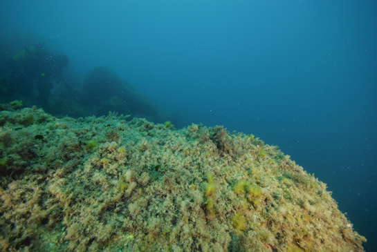 -8m. Las algas fotófilas cubren, prácticamente, todo el fondo de este transecto de el “Pedregal”.