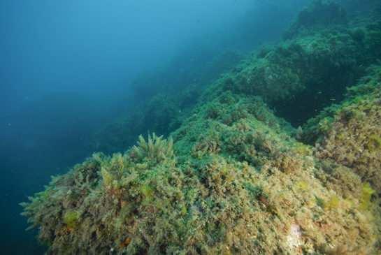 -10m. En la imagen podríamos ver una muy saludable Comunidad de Algas Fotófilas de Modo Calmo, si no fuera por la presencia de algas invasoras del género Aspatagopsis.