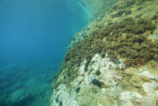 -2m. En el piso infralitoral, el ramoneo de los erizos, principalmente el erizo negro (Arbacia lixula) y el erizo común (Paracentrotus lividus), deja grandes zonas blanquecinas entre la Comunidad de Algas Fotófilas de Modo Calmo. En ellas, el crecimiento de las algas se ve reducido al de especies coralinas incrustantes, dando lugar a la denominada Comunidad de Algas Calcáreas  y Erizos.