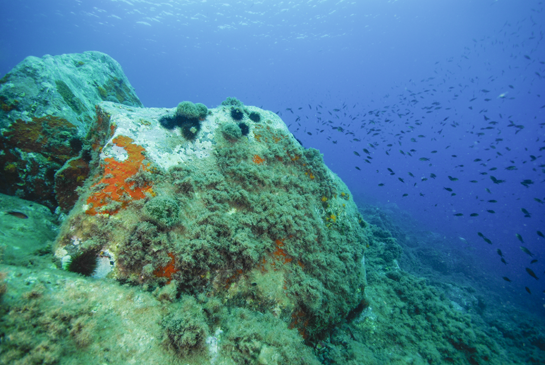 -9m. En la piedra situada al fondo a la izquierda se observan varias colonias del coral, posiblemente originario de la costa atlántica americana, Oculina patagonica, y en la parte superior de la piedra central varios ejemplares del alga verde de forma globosa Codium bursa, junto a los erizos Arbacia lixula y Paracentrotus lividus.