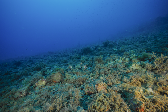 -20m. Diferentes especies de algas de pequeño porte, entre ellas Padina pavonica, cubren el fondo pedregoso.