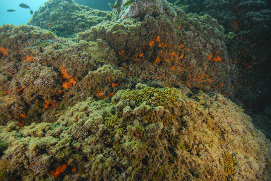 -4m. Varios fredis o peces verde Thalassoma pavo nadan cerca de la pared rocosa.