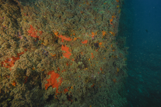 -16m. Existen varias especies de esponjas rojas (Spirastrella cunctatrix, Eurypon major, Cambre cambre, Mycale rotalis, Hymeniacidon perlevis, etc.) en el litoral mediterráneo español, que son difíciles de diferenciar a simple vista y que, para su identificación, es necesario hacer preparaciones de espículas para observarlas al microscopio. 