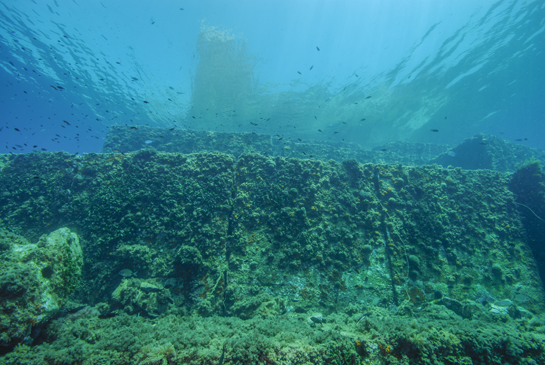 -7m. El alga parda Halopteris scoparia predomina en los fondos del muelle El Titán.