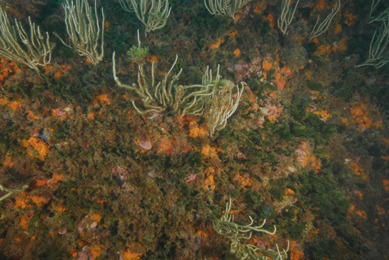 -13m. Los invertebrados, Eunicella singularis y Astroides calycularis, compiten por el sustrato con el alga verde Flabellia petiolata y diferentes especies de algas rojas.