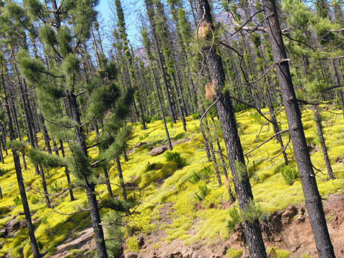 Paisaje en los alrededores del Centro de actividades en la naturaleza Emilio Fernández Muñoz (CANEFM)