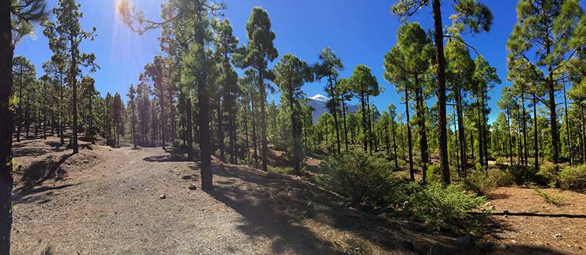 Panorámica general del monte Cumbres del Realejo Bajo