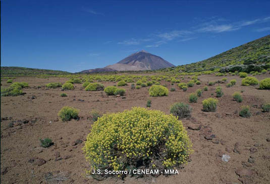 La hierba pajonera (Descurainia bourgeauana) es una planta exclusiva de tenerife, que vive por encima de los 1.800 metros de altura.