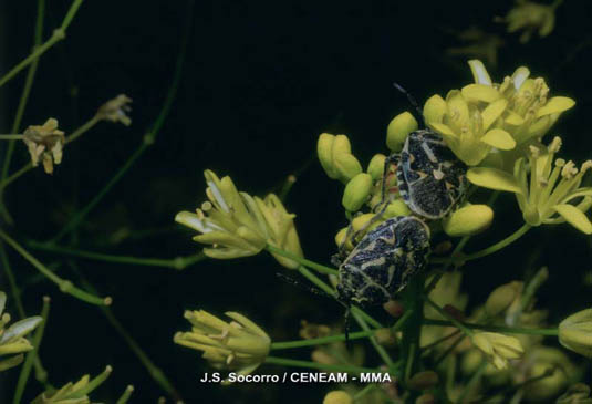Unos de los insectos más abundantes del Parque Nacional, es el chinche arlequinado (Eurydema lundbladi). Aparece siempre sobre la hierba pajonera o el alhelí del teide.