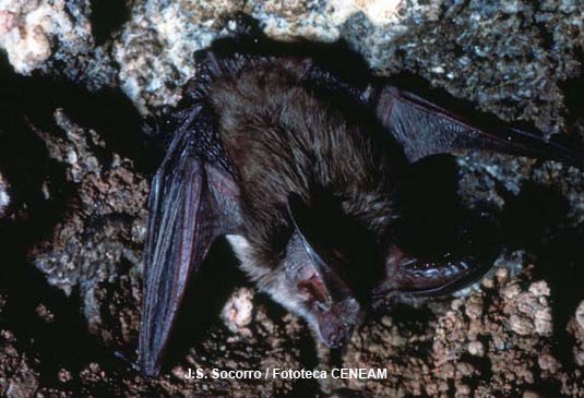 Los murciélagos son los únicos mamiferos nativos del Parque Nacional, uno de los más representativos es el murciélago orejudo canario (Plecotus teneriffae).