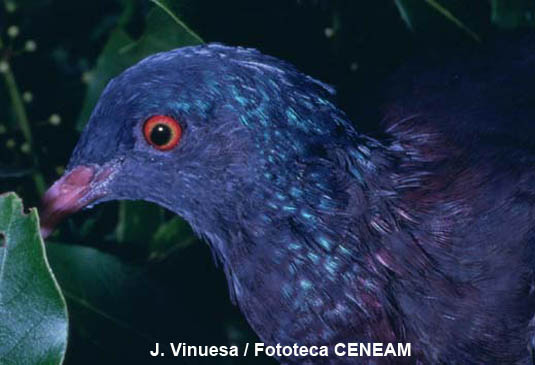La paloma rabiche (Columba junoniae), y la paloma trurqué (Columba bollii) son las aves más representativas de la laurisilva.