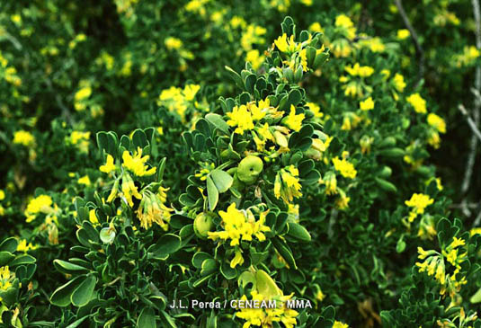 La alfalfa arborea (Medicago arborea) es una planta que resiste bien la sequía.