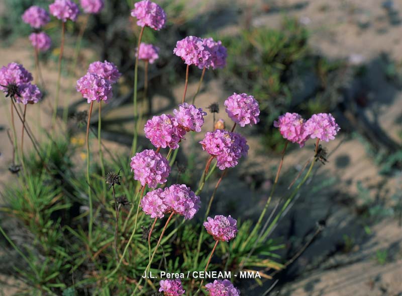 Al llegar la primavera,  la clavellina (Armeria pungens) florece en las arenas de Doñana.