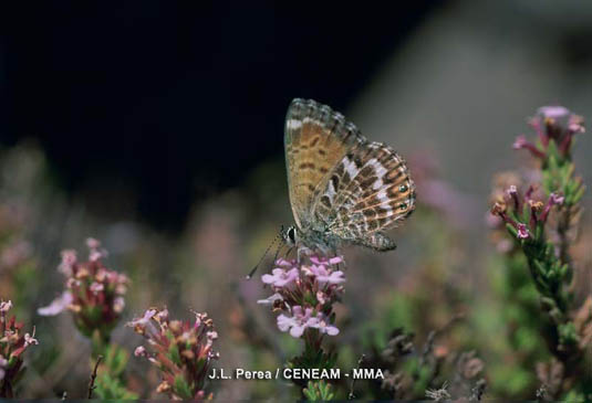 El Manto de Canarias (Cyclyrius webbianus), es una pequeña mariposa, que vive en terrenos abiertos, desde el nivel del mar, hasta las más altas cumbres.