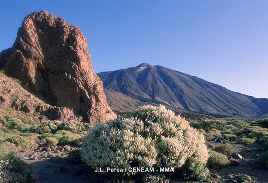 La retama del Teide (Spartocytisus supranubius) es una de las plantas más abundantes del Teide. Crece únicamente en la Islas de Tenerife y La Palma en alturas superiores a los 1.700 metros.