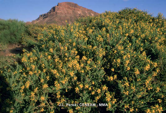 El codeso del pico (Adenocarpus vicosus var. viscosus) es un arbusto que crece únicamente en las Islas de La Palma y Tenerife.