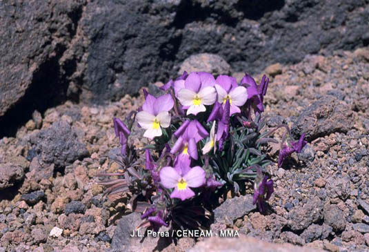 La violeta del Teide (Viola cheiranthifolia) es la joya botánica del Parque Nacional, es una planta amenazada que vive en alturas superiores a los 2.800 metros.