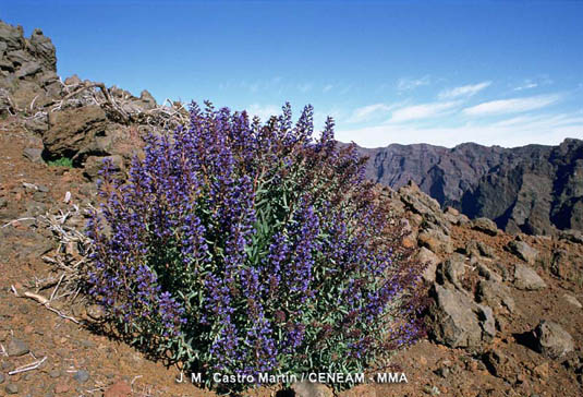 El tajinaste azul genciana (Echium gentianoides), es una planta endémica de la Palma. Vive en los riscos de la Caldera de Taburiente por encima de los 1.000 metros.