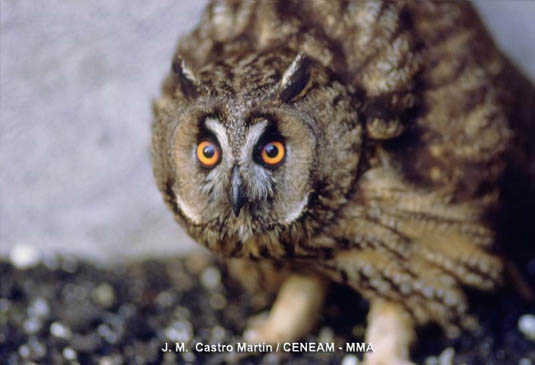 El Buho chico (Asio otus) es una rapaz de tamaño medio, que se alimenta de lagartos tizones, ratones de campo y conejos. En Canarias sólo vive en Gran Canaria, Tenerife y La Palma.