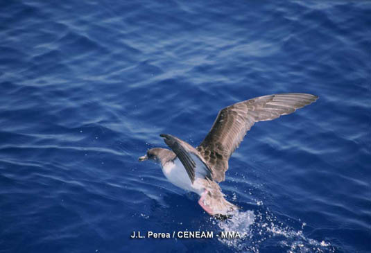 La pardela cenicienta (Calonectris diomedea) es un ave que se pasa el día en el mar, regresando a tierra al anochecer.