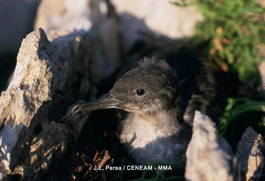 La pardela balear (Puffinus mauretanicus) es una especie amenazada. Su principal área de cría está en en el archipiélago.