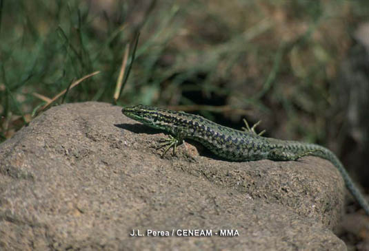 La lagartija carpetana (Iberolacerta cyreni),  es una especie endémica del Sistema Central. En la Sierra de Guadarrama podemos observar algunas de sus mejores poblaciones.
