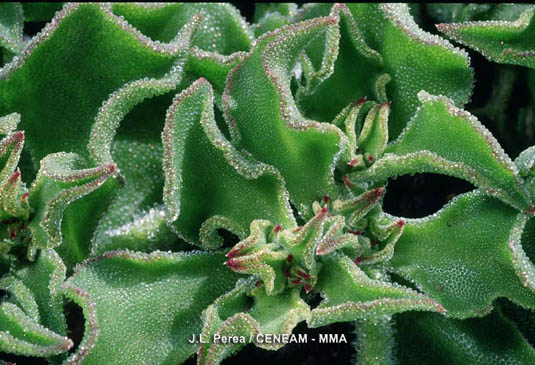 La escarchada o barrilla (Mesembryanthemum crystalinum) es una planta introducida, que se ha adaptado perfectamente en todo el archipiélago canario. Vive en zonas secas y arenosas.