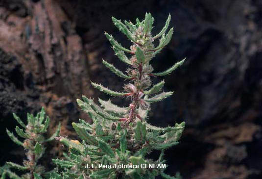 La ratonera (Forsskahlea angustifolia) es posiblemente la planta más común del Parque Nacional.