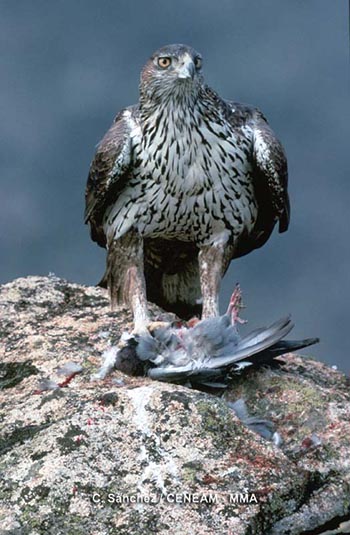 El águila perdicera tiene un tamaño medio y su plumaje es de color pardo rojizo en los ejemplares jóvenes. En los adultos se torna oscuro en el dorso y blanco estriado en el pecho y vientre.