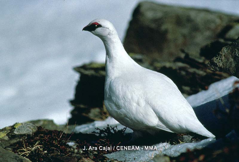 El lagópodo alpino (Lagopus mutus), es un ave de alta montaña, que en invierno cambia el color de su plumaje, siendo durante ese período de color blanco para camuflarse mejor en la nieve.