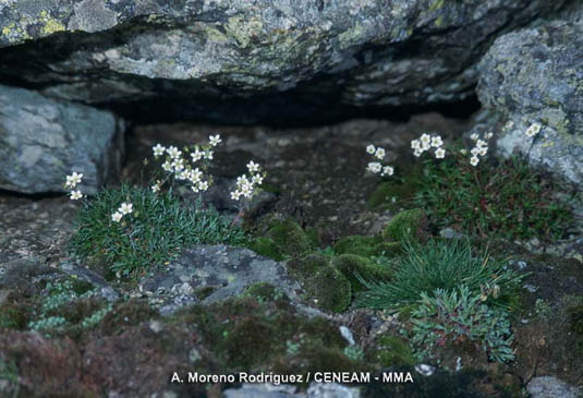 La consuelda (Saxifraga pentadactylis), crece en pedregales y fisuras de zonas de alta montaña.