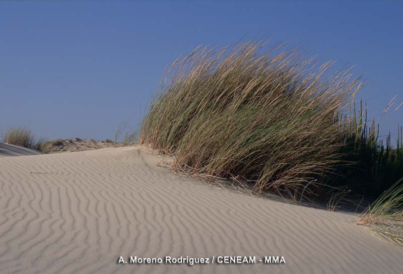 El barrón (Ammpholia arenaria) vive sobre las arenas de las dunas móviles.