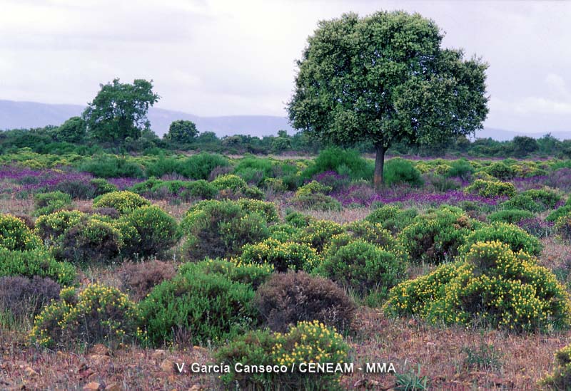 En primavera la raña aparece cubierta de numerosas especies en flor, como aulagas (Genista hirsuta) y cantuesos (Lavandula stoechas).