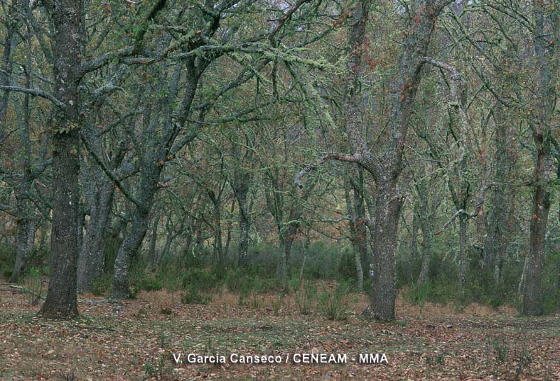 En los suelos más húmedos y profundos de cabañeros, encontramos bosques constituidos fundamentalmente por robles melojos o rebollos (Quercus pyrenaica).