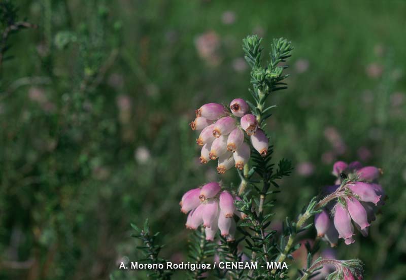 El brezo de turbera (Erica tetralix) vive en zonas húmedas con aguas ácidas y pobres en nutrientes. Estos lugares son los denominados trampales.