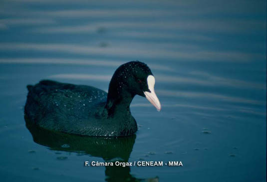 La focha común (Fulica atra), está presente durante todo el año en las Tablas de Daimiel.