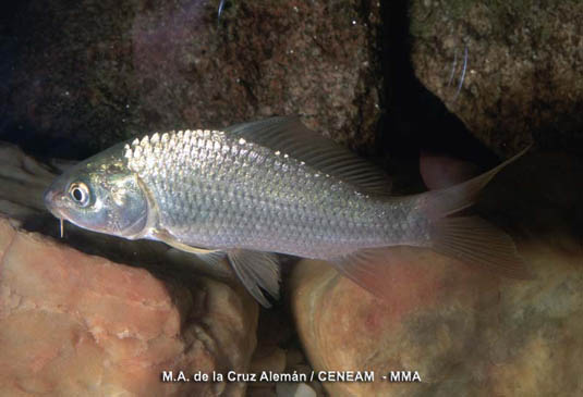 La carpa (Cyprinus carpio) es uno de uno de los peces que puebla los embalses de Monfragüe.