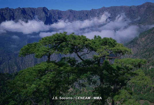 Los pinos canarios (Pinus canariensis) viven en zonas rocosas y resisten muy bien la sequía.
