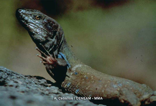 El lagarto tizón (Gallotia galloti) es el reptil más abundante de la zona. Es un elemento esencial en la dieta de los predadores que viven en el parque.