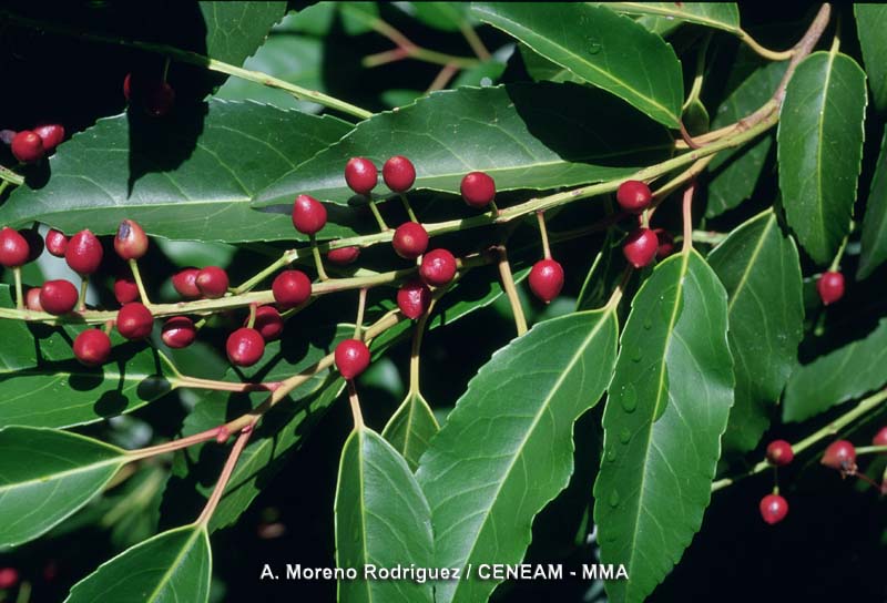 El loro (Prunus lusitanica), es un pequeño árbol que ha sido capaz de sobrevivir desde la era terciaria hasta nuestros días. Se le puede considerar un fosil viviente.
