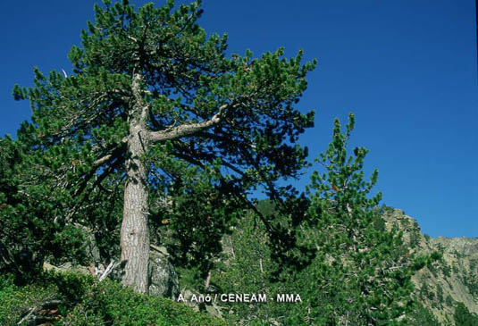 Pino negro (Pinus uncinata), la conifera más extendida en esta parte de los Pirineos. Puede vivir por encima de los 2.500 metros de altura