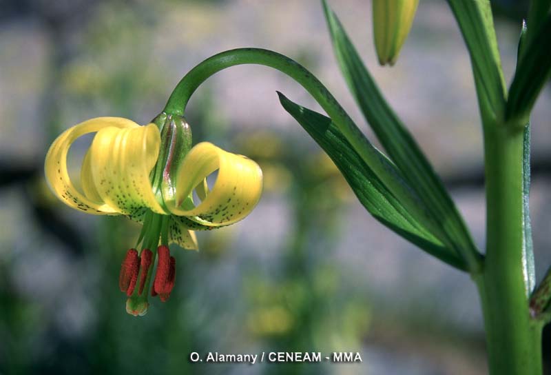 La flor de lis (Lilium pyrenaicum) crece en los pastos subalpinos, aunque en el parque nacional no es muy abundante.