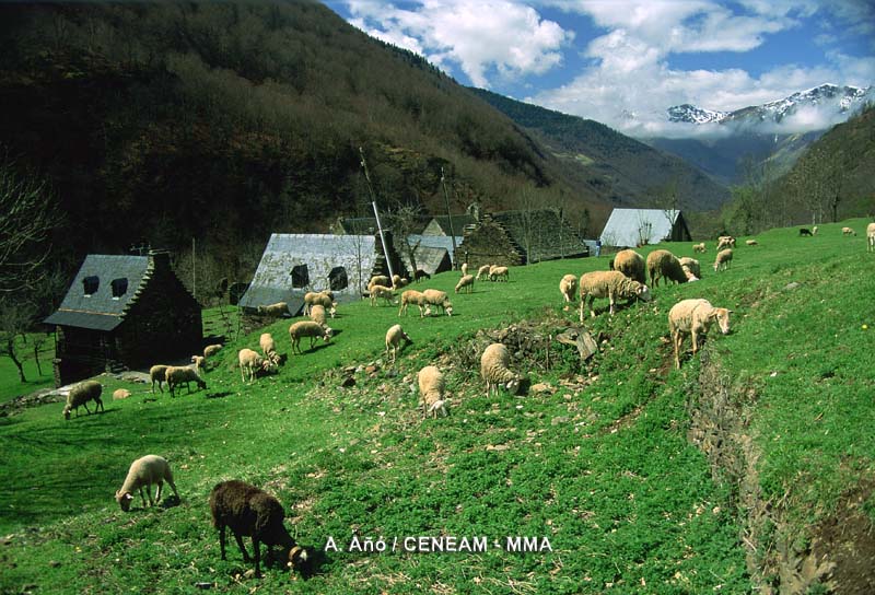 Algunos de los habitantes de los pueblos cercanos a Aigüestortes, se dedican a la ganadería. 