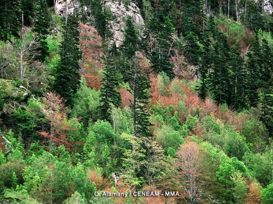 Los bosques mixtos de abetos (Abies alba), hayas (Fagus Sylvatica) y otras especies caducifolias, adquieren gran belleza durante el otoño.
