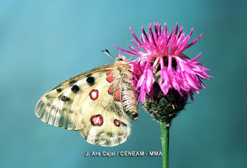 La apolo (Parnassius apollo), es una bella mariposa que vive en las praderas de las zonas altas del parque nacional.