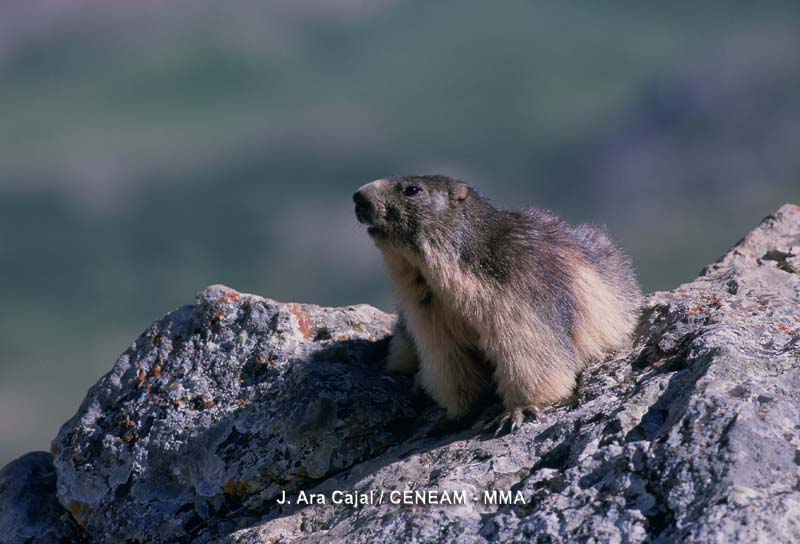 La marmota (Marmota marmota) es el roedor más grande del país. Colonizó el parque en los años ochenta.